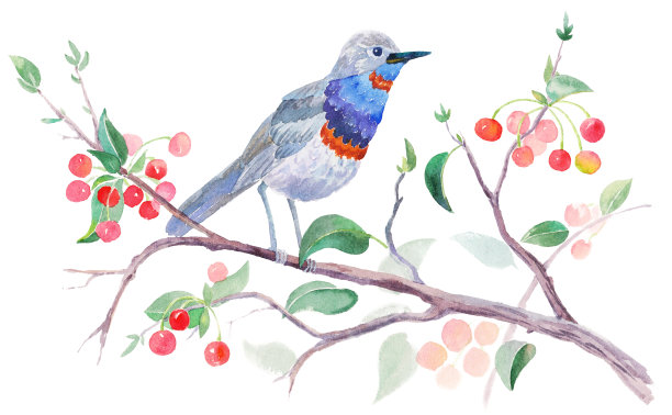 水彩鸟在а樱桃树上的白色背景图片下载