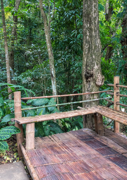 高树旁坐着竹子。图片下载