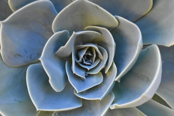 植物在花园里开花。墨西哥雪球，墨西哥宝石，白色墨西哥玫瑰。沙漠花园中的肉质植物。学名:雅蒿。图片下载