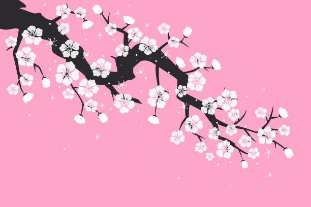 樱花，白色背景上的樱花。图片下载