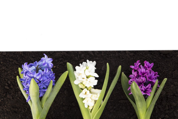 风信子和土壤图片下载