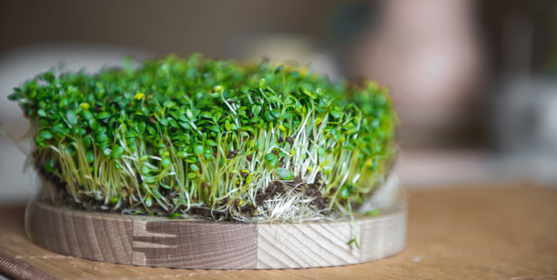 在灰色的混凝土背景下，一个圆形砧板上放着新鲜的微绿色三叶草。自然与健康的营养、饮食、生态理念。图片下载