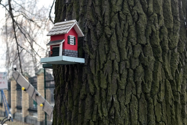 树上小鸟的专用喂食器图片下载