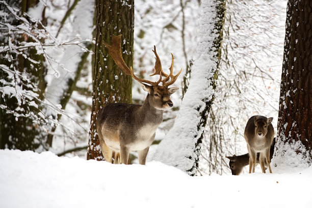 在野外休养的鹿图片下载