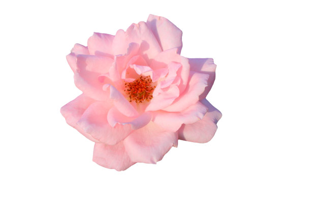 白色背景上的粉红玫瑰图片下载