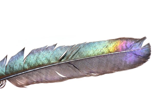 喜鹊的羽毛图片下载