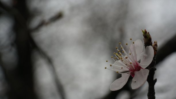 梅花,花图片下载