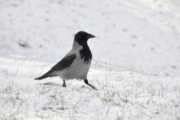戴头巾的乌鸦图片下载