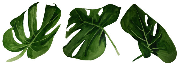 水彩热带怪物叶集图片下载