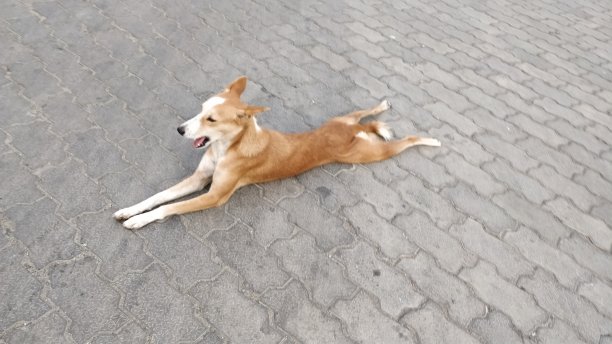 大街上的狗图片下载