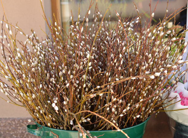 复活节桶里的柳条图片下载