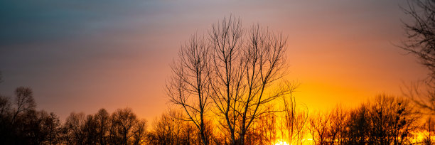 11月日落时的落叶林。图片下载