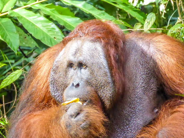马来西亚——红毛猩猩在吃香蕉图片下载