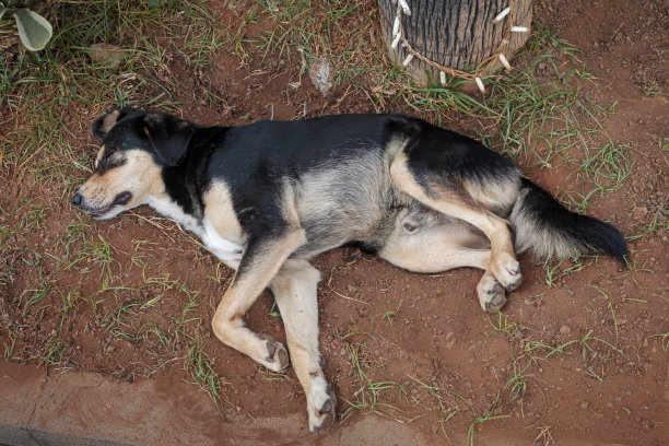 睡大街上的狗图片下载