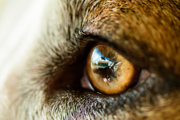 Catahoula视力图片下载