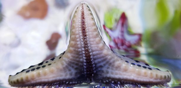 蛋糕美洲海星图片下载