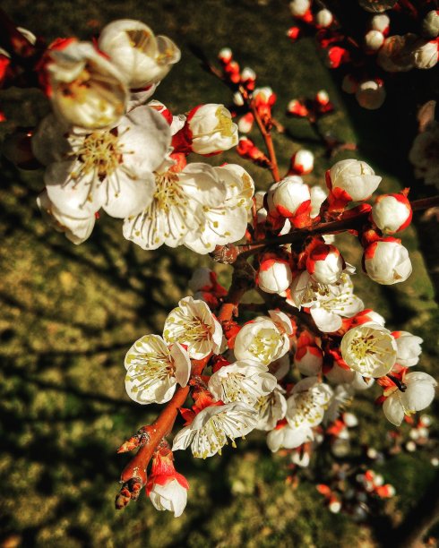 盛开的树图片下载