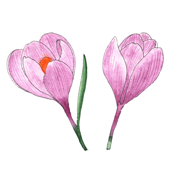 藏红花的素描图片下载