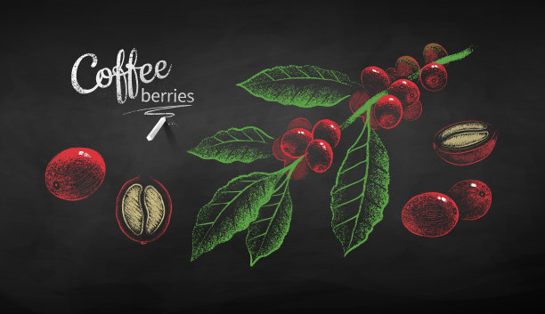 咖啡树枝和浆果的草图图片下载