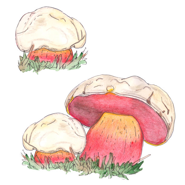 原真菌蘑菇。图片下载