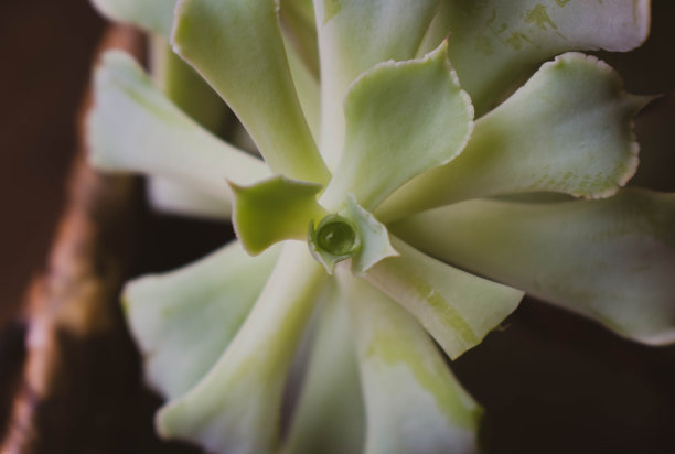 美丽多汁图片下载