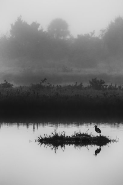 鸟在雾中图片下载
