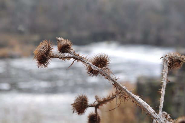 枯黄的荆棘生长在悬崖边，以河流为背景图片下载