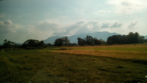 清晨绿色的田野图片下载