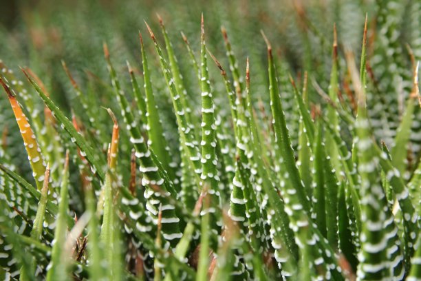 斑马仙人掌——裹着绷带的哈西亚图片下载