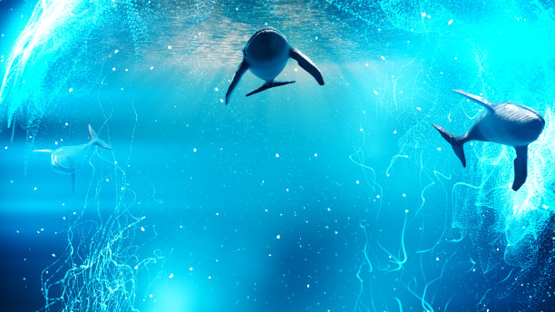 鲸鱼在接近水面的蓝水中游动图片下载