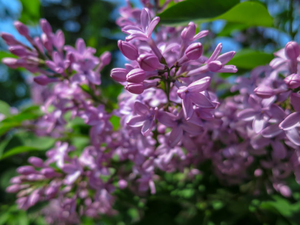 软模糊的宏观焦点粉红色丁香小叶花上模糊的灌木。春天在一个阳光明媚的日子里开花。图片下载