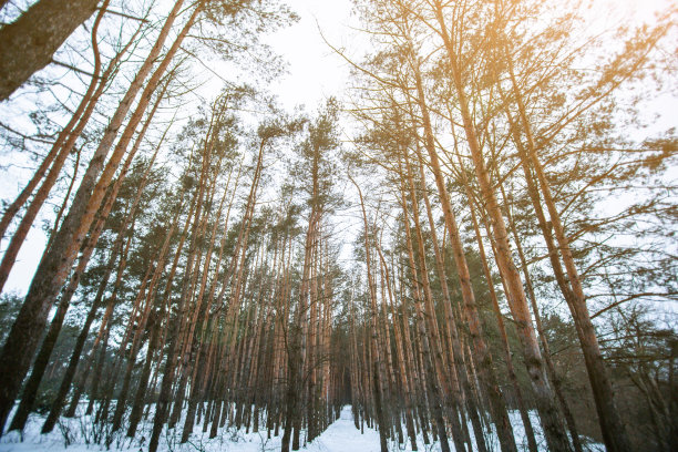 冬天的照片与松树的树林。来自云杉森林的自然图像。下雪的天气。图片下载