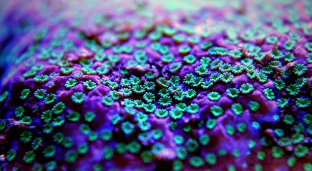 从蒙提波拉SPS珊瑚珊瑚虫微距拍摄图片下载