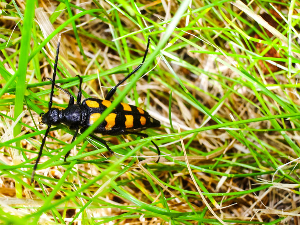 大黄蜂在研究花图片下载