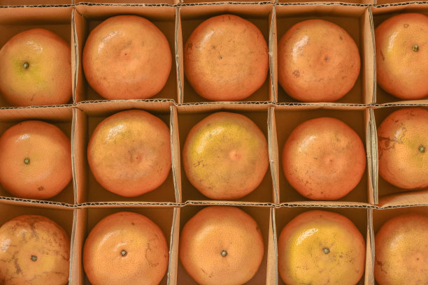 橙子包装纸盒。图片下载