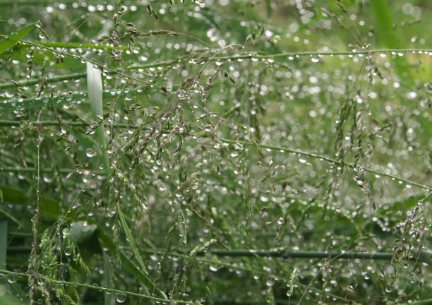 在初春清晨的阳光下，绿草带着露珠，水组织，水网图片下载