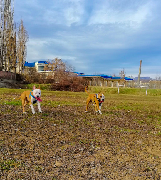 狗是家庭图片下载