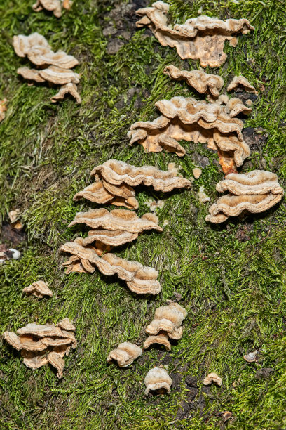 树上的蘑菇不能吃图片下载