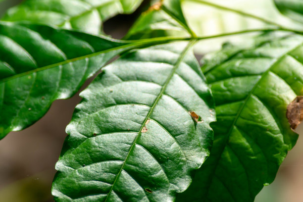 绿叶背景特写(选择性聚焦)图片下载