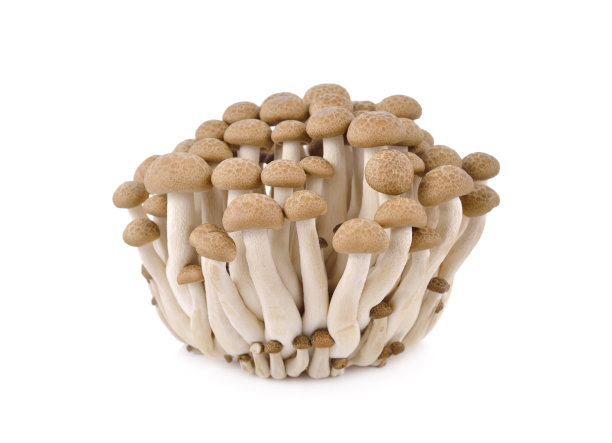 白色背景上的新鲜丁纳shimeji蘑菇图片下载