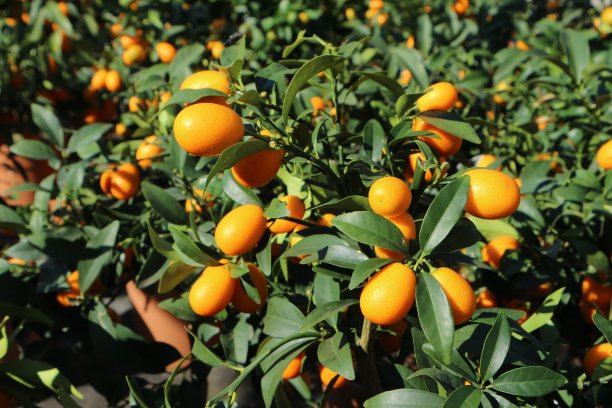 小金橘树满是果实，在阳光下图片下载