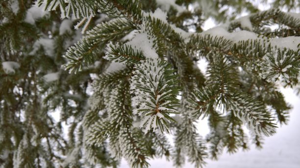 冷淡的云杉图片下载