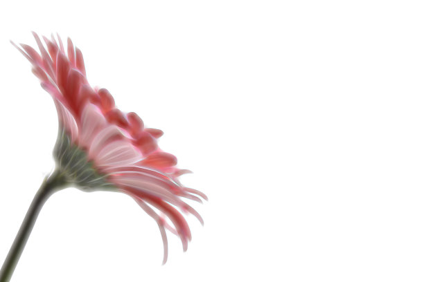 艺术非洲菊花背景图片下载