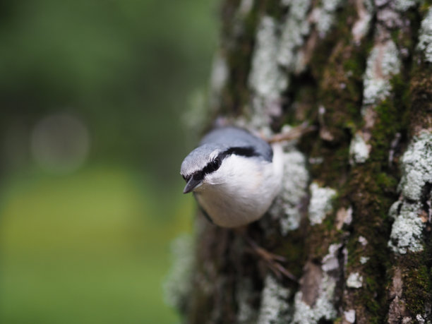 鸟在自然界中图片下载