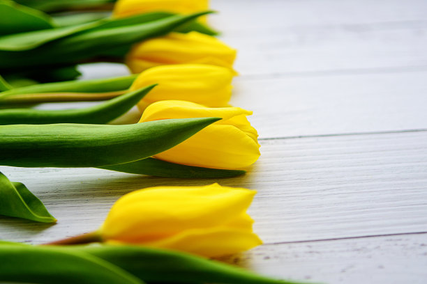 黄色的郁金香花在白色的木质背景上。等待春天。母亲节快乐，3月8日。平面位置，俯视图。文本。图片下载