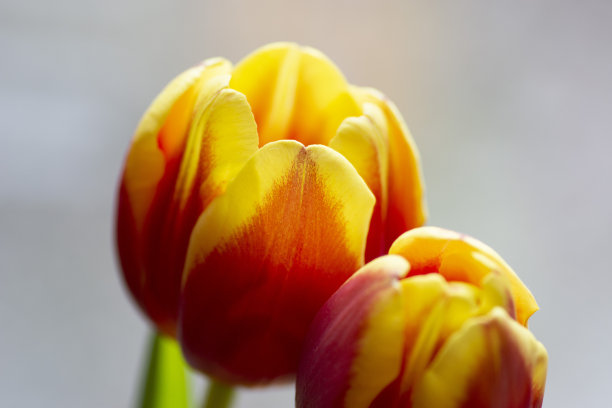 美丽的郁金香盛开了图片下载