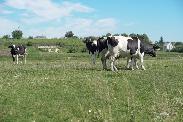 欧洲夏季放牧牲畜的牧场。奶牛在地里。股票的背景,照片图片下载