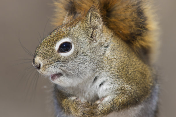 美国红松鼠肖像图片下载
