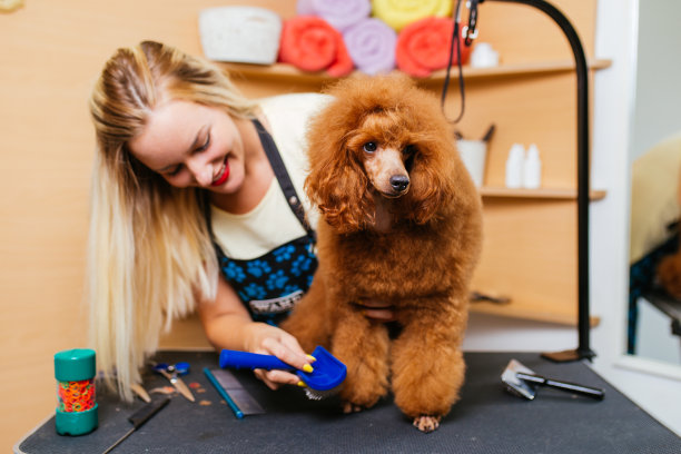 贵宾犬得到培养图片下载