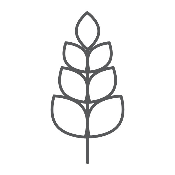 小麦细线图标、农艺、谷物符号、矢量图形、白色背景上的线形图案。图片下载